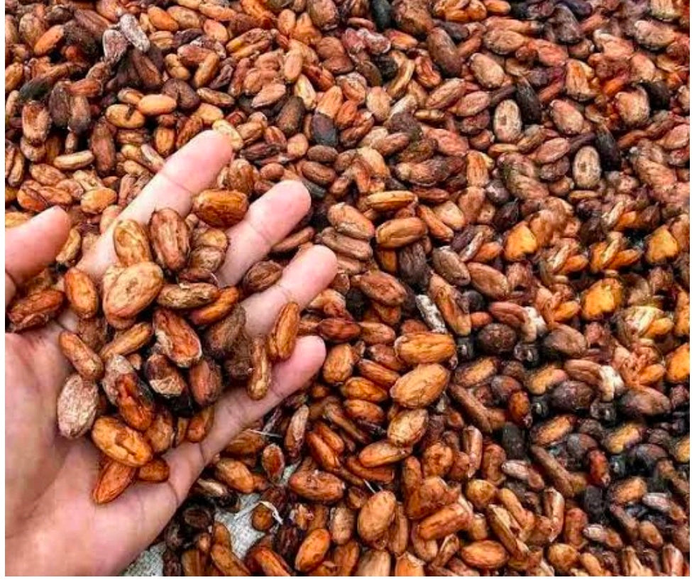 PREMIUM MAMUJU COCOA BEANS