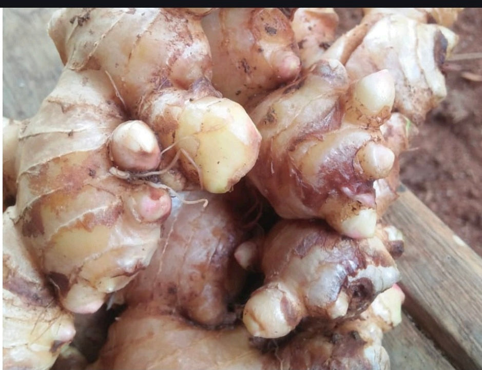 FRESH GINGER